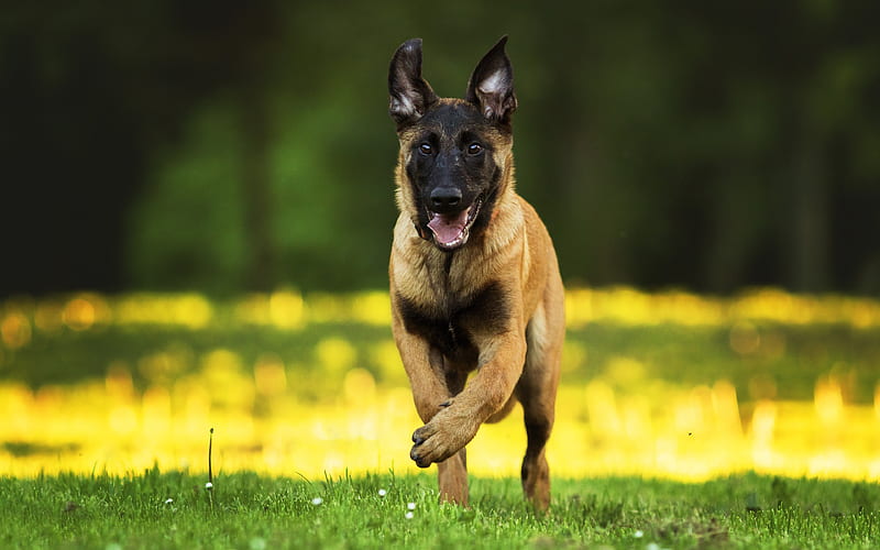 German Shepherd Dog, puppy, bokeh, pets, dogs, German Shepherd, running dog, blur, HD wallpaper