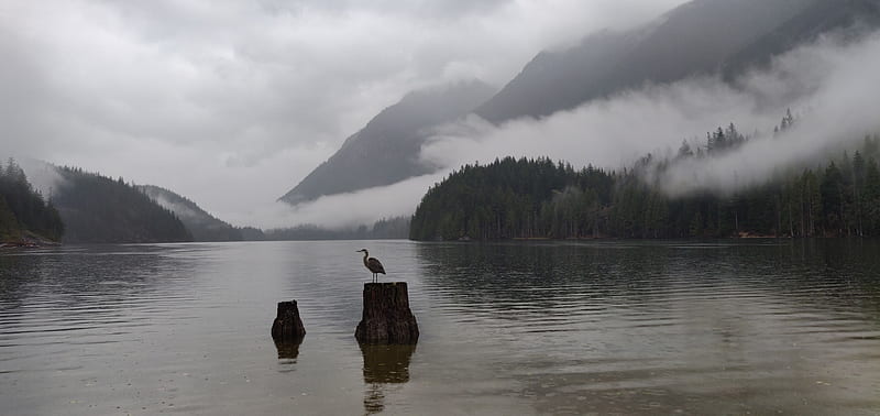 crane, bird, lake, fog, mountains, HD wallpaper