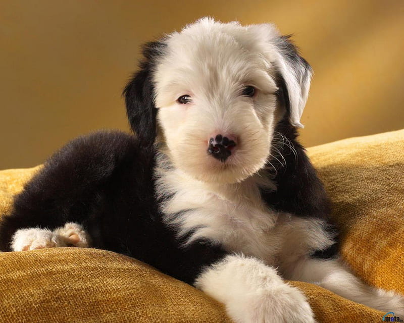 HD old english shepherd puppy wallpapers