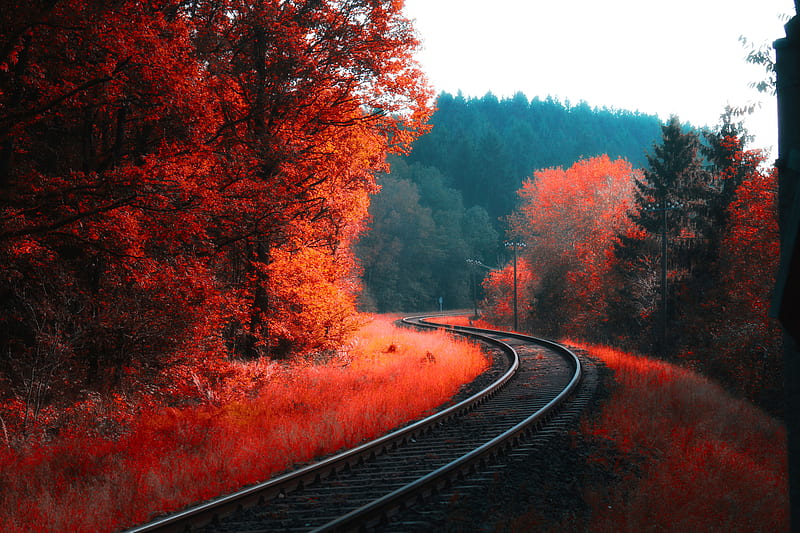 Railway Autumn Forest, autumn, forest, nature, railroad, HD wallpaper