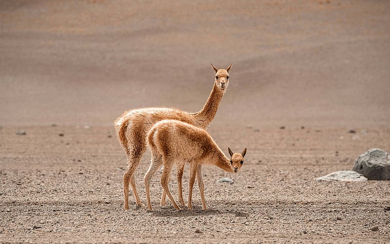 Alpaca Animals Drought Desert Uyuni Bolivia, HD wallpaper