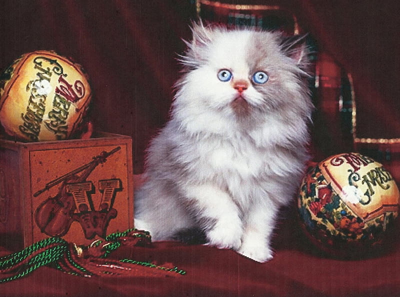 A calico persian cat, cute, feline, christmas, white, kitten, blue eyes, christmas blubs, HD wallpaper