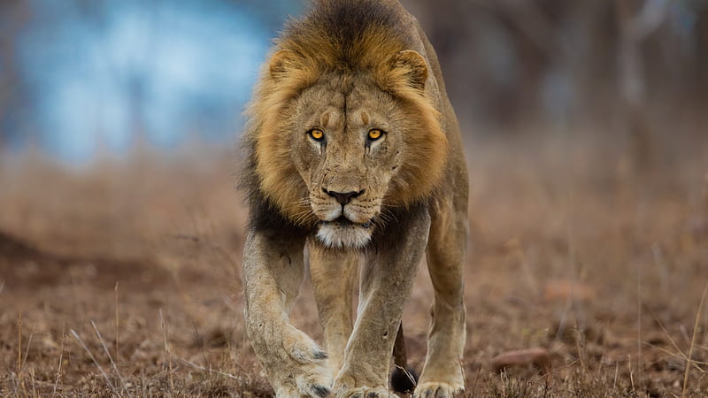 Lion Is Walking On Dry Grassland In Blur Background Lion, HD wallpaper |  Peakpx