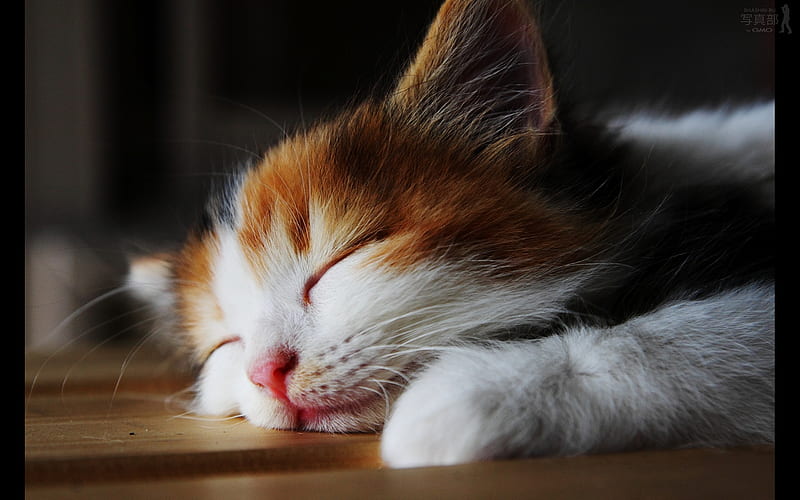 sleeping cat, cute, sleep, cat, tortoiseshell, HD wallpaper