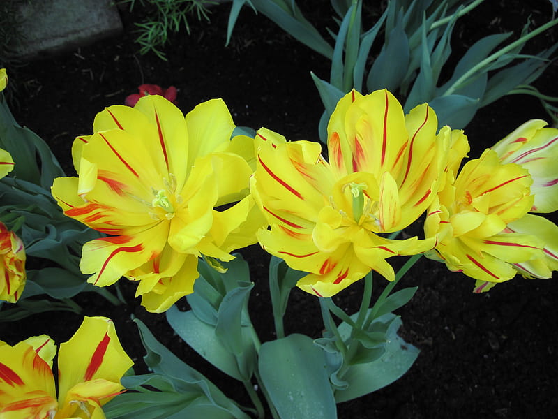 Spring Blooms 50, Tulips, graphy, green, yellow, garden, Flowers, HD ...