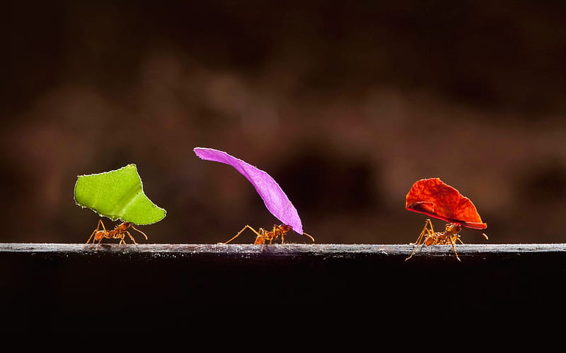 Ants, colorful, ant, trio, insect, funny, leaf, HD wallpaper
