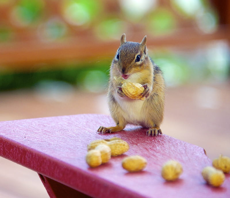 squriel eating, cute, sqiriel, HD wallpaper squriel eating, cute, sqiriel, HD wallpaper