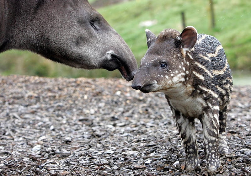 HD tapir baby wallpapers | Peakpx