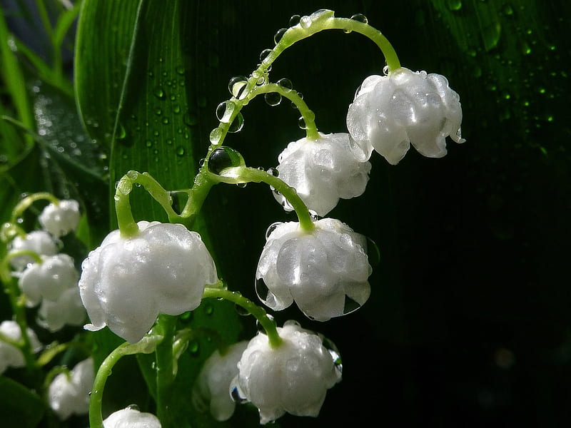 Lily of the valley, Drops, Lilies, Leaves, Flowers, HD wallpaper