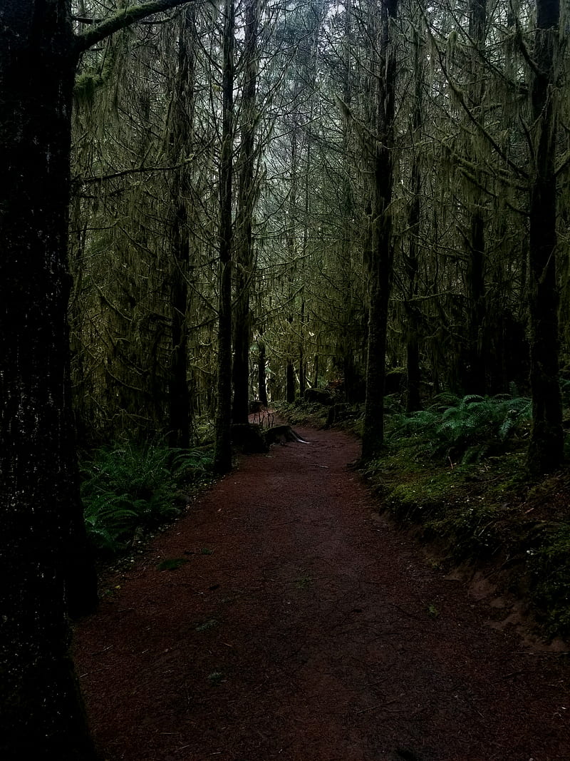 Forest, green, hiking, mountains, nature, oregon, path, pathway, trail, HD phone wallpaper
