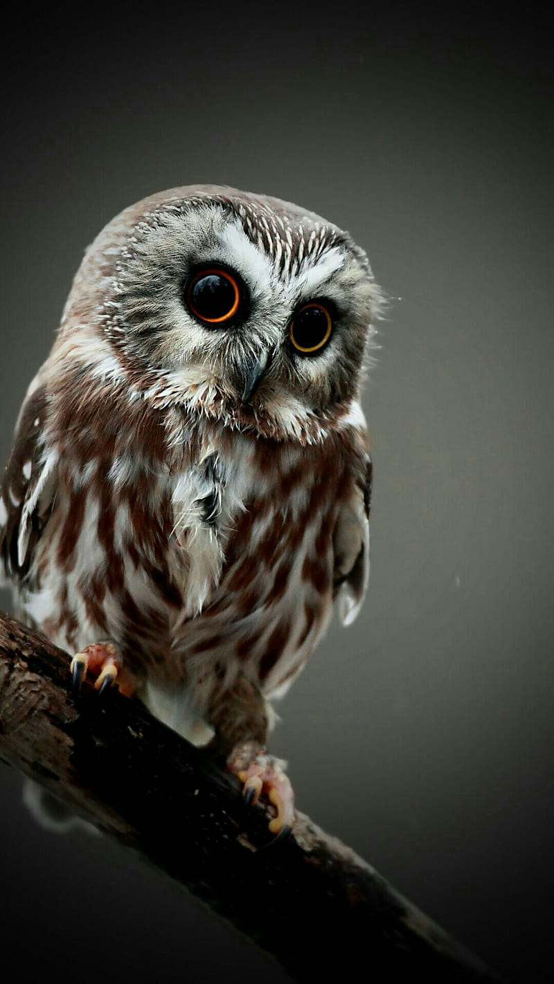 Owl Cute, animal, HD phone wallpaper