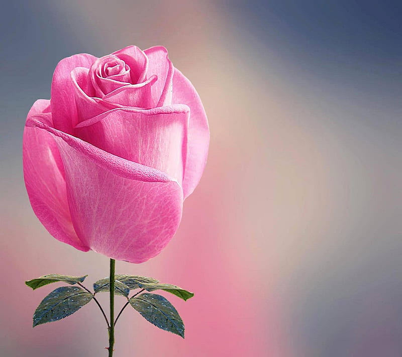 Beautiful Rose Bonito Hd Wallpaper Peakpx - Lovely Rose Wallpaper Hd