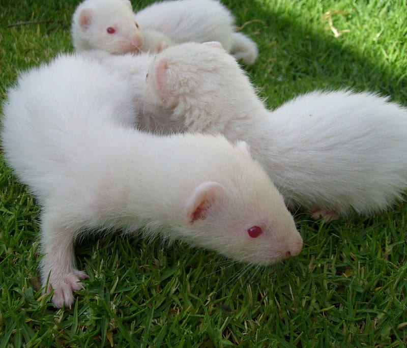 Albino Ferret Babies, baby, albino, ferret, animal, HD wallpaper
