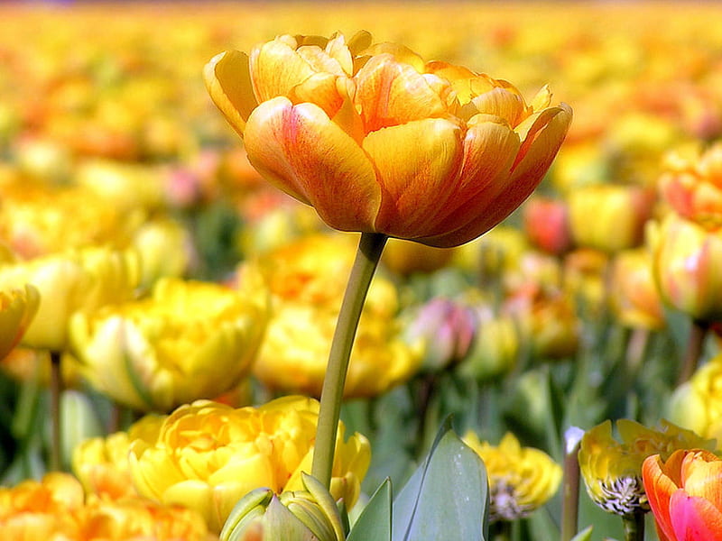 double tulips, flower, spring, fancy, tulip, HD wallpaper