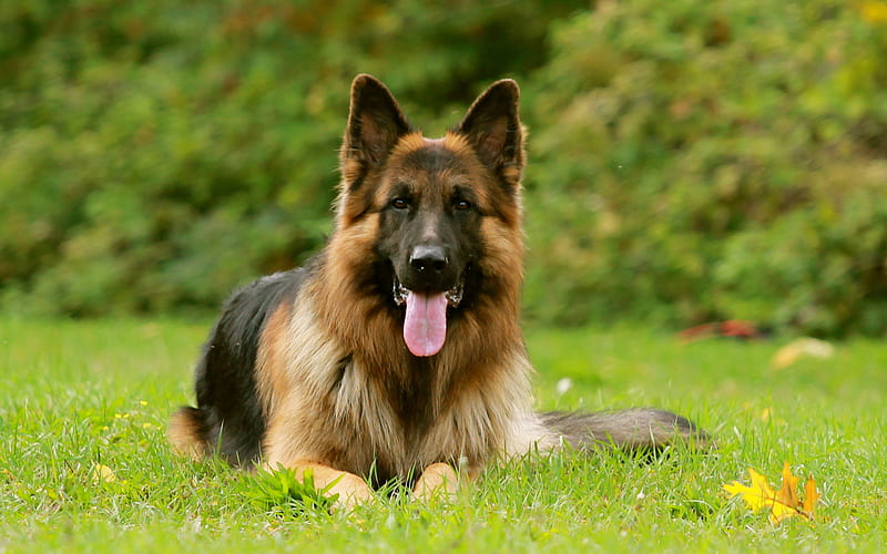 German Shepherd, bokeh, pets, lawn, dogs, German Shepherd Dog, HD wallpaper