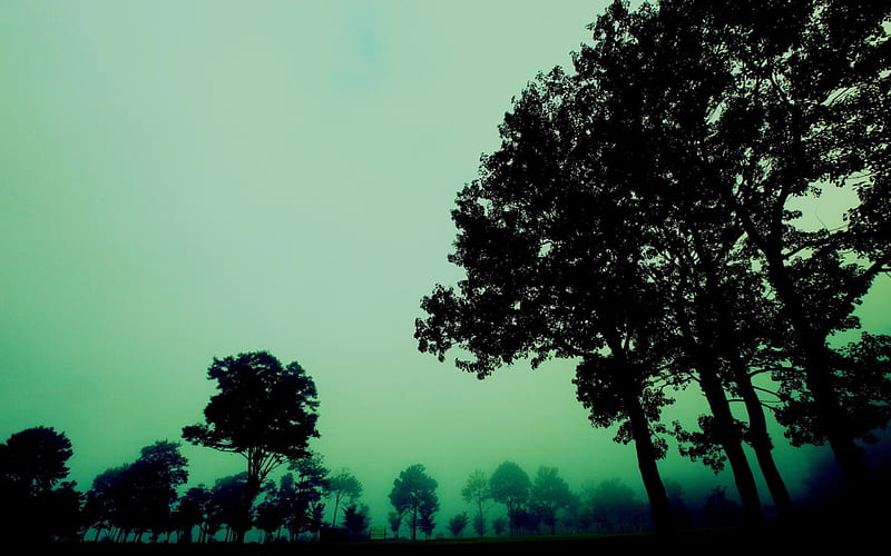 Dark Green Misty Forest, green, dark, woods, nature, forests, trees, mist, HD wallpaper
