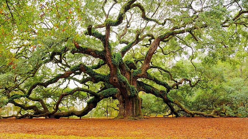 the mighty angel oak in south carolina, tree, leaves, massive, gnarled, HD wallpaper