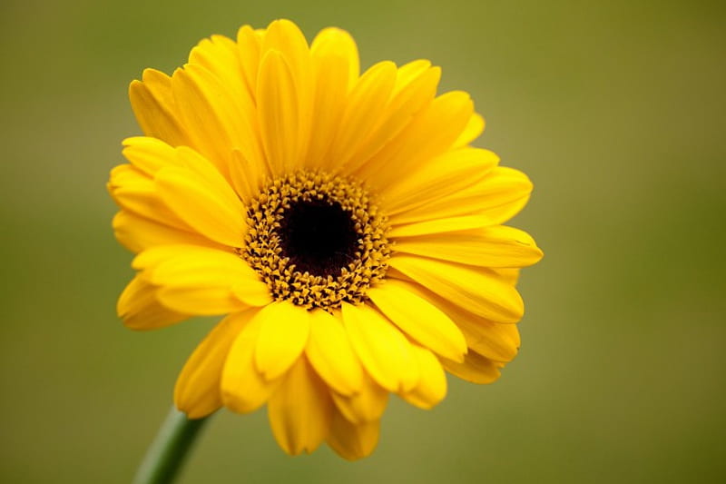 Sunbeam, gerbera, flowers, yellow, bonito, HD wallpaper