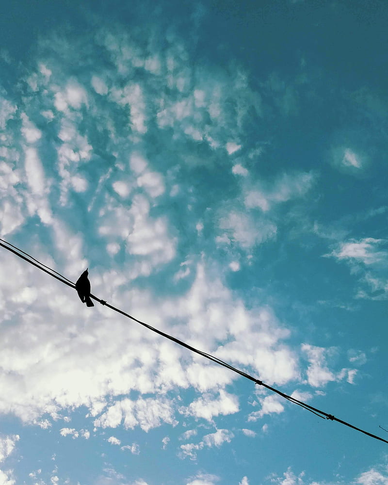 black bird on black wire under blue sky during daytime, HD phone wallpaper