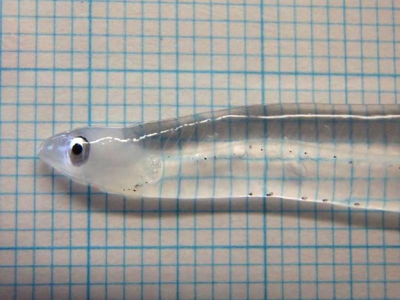 Transparent Eel, transparent, small, eel, animal, HD wallpaper