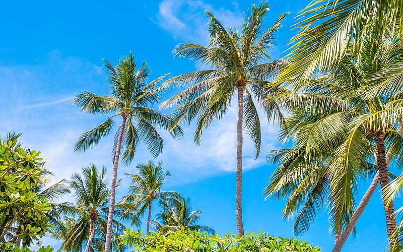 palms, summer, tropical island, coconuts on a palm tree, blue sky, tourism, HD wallpaper
