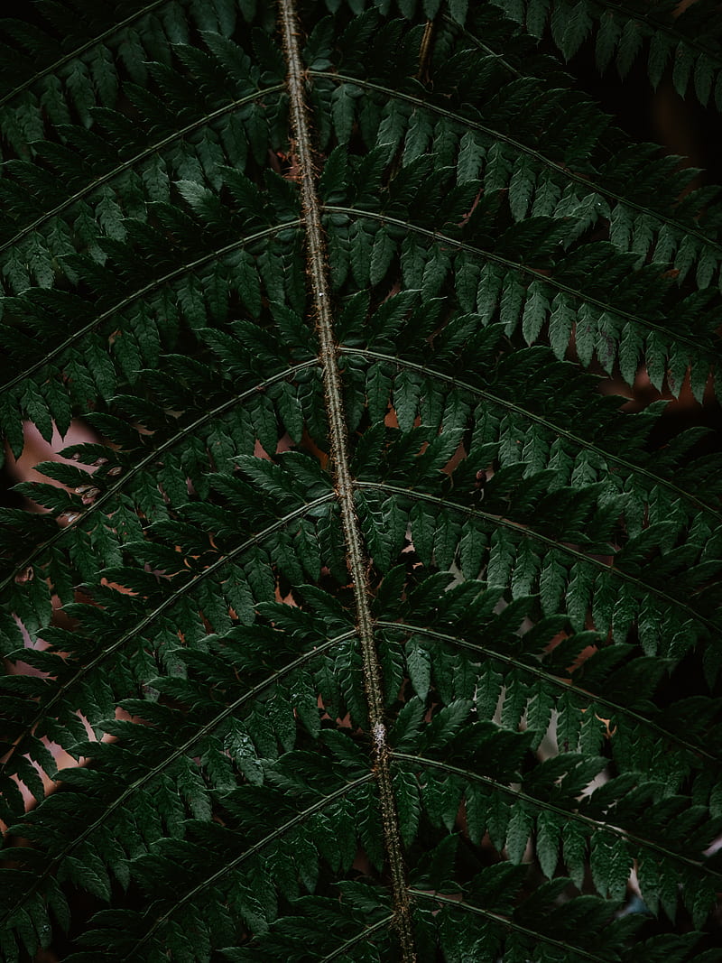 fern, leaf, green, carved, dark, HD phone wallpaper