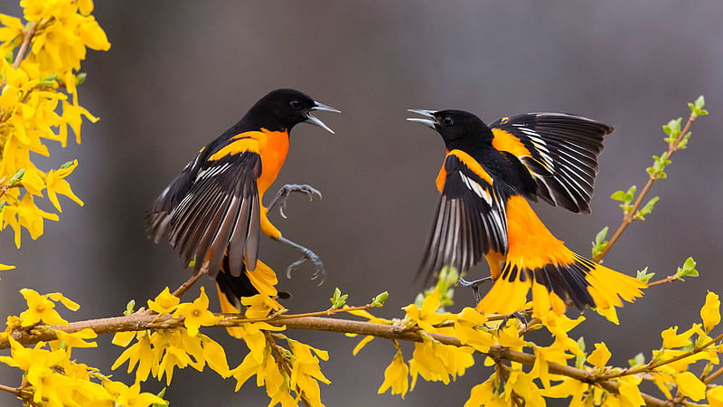 Yellow Black Birds With Open Mouth Are On Yellow Flowers Branch Birds, HD wallpaper
