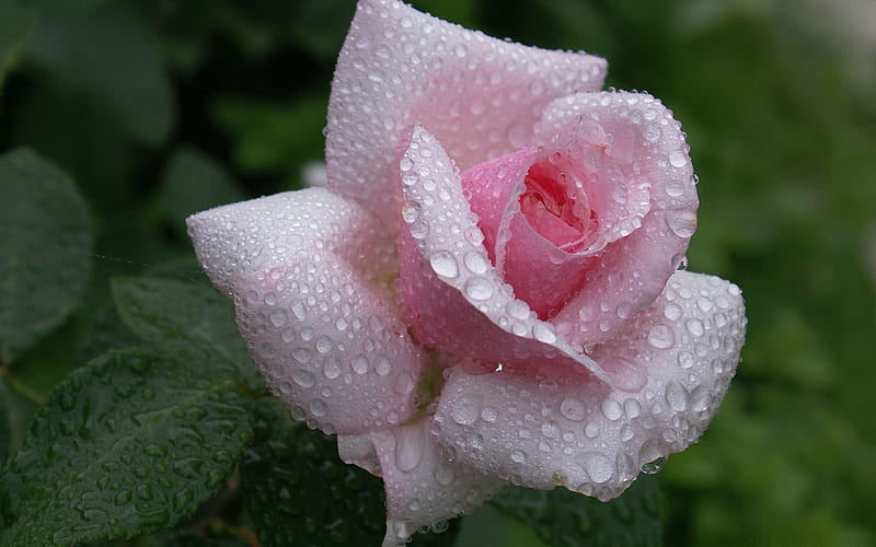 raindrops on pink rose-Flower, HD wallpaper