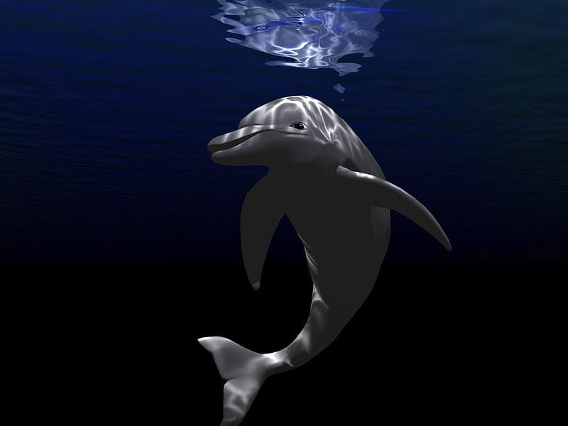 Dolphin !!!, 3d-art, dolphin, dark, black, abstract, HD wallpaper