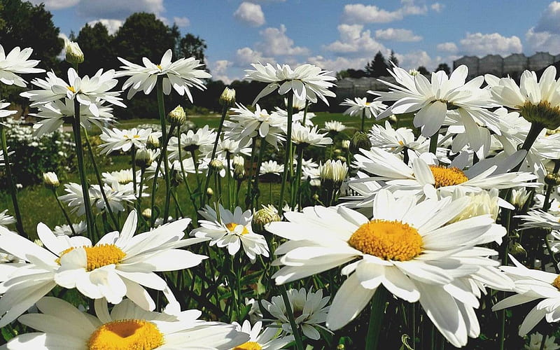 Daisies, flowers, Latvia, white, HD wallpaper