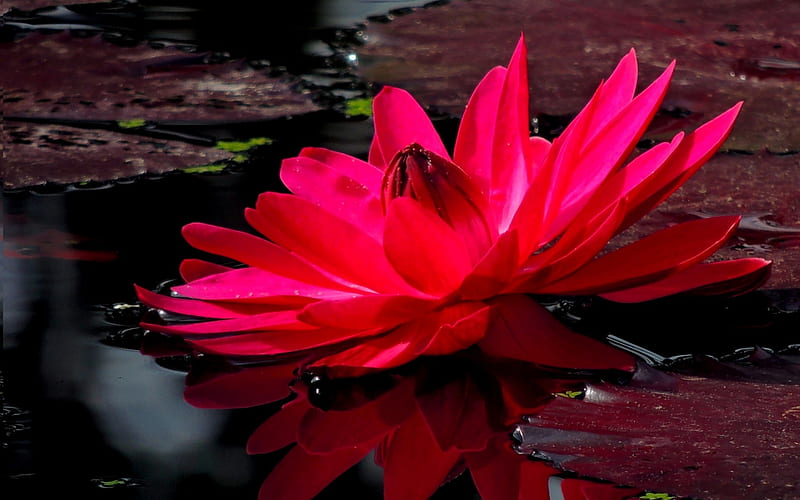 WATER LILY, pond, red, water, flower, lily, HD wallpaper | Peakpx