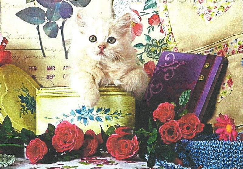 A kitten in a tin can, flowers, tin can, roses, kitten, HD wallpaper