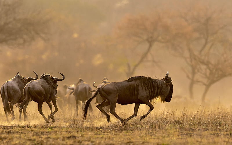 Wildebeest, gnu, antelopes, evening, sunset, savannah, Tanzania, Africa, HD wallpaper