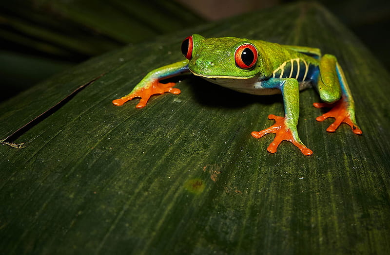 Frogs, Red Eyed Tree Frog, Amphibian, HD wallpaper