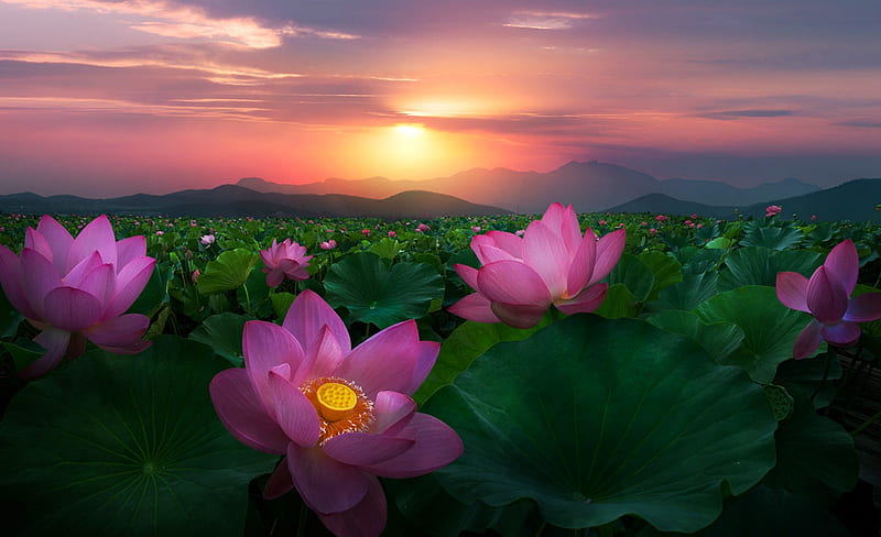 Sunset over the Lotus Pond, pond, lotus, flowers, bonito, sunset, HD  wallpaper | Peakpx
