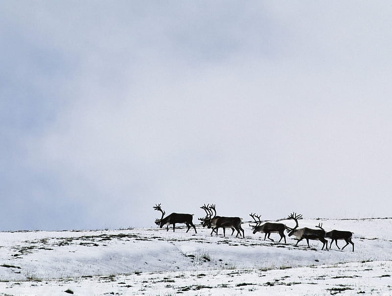 Caribou Bulls, slope, crossing, snow, bull, HD wallpaper | Peakpx