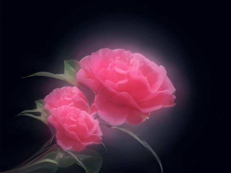 Rosas místicas, brumosas, rosas rosadas, Fondo de pantalla HD | Peakpx
