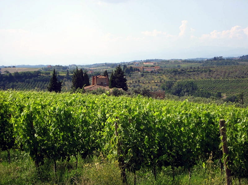 Vineyard in Tuscany, house, holiday, trees, sky, grapes, tree, green, summer, nature, italy, HD wallpaper