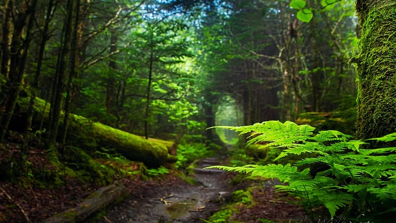 The Appalachian Trail, Tennessee, usa, moss, trees, creek, HD wallpaper
