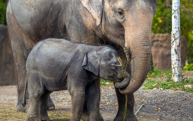 Elephants, mom and cub, cute animals, family, little baby elephant, wildlife, HD wallpaper