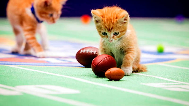 Kitten Called Tenny, TV Series, Kittens, Kitten Bowl, Play, Football, HD wallpaper