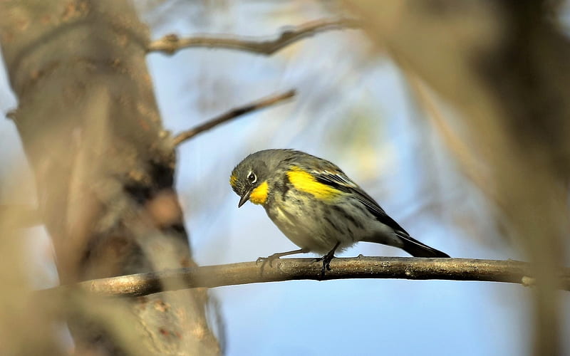 Yellow-rumped Warbler, yellow-rumped, tree, warbler, bird, HD wallpaper