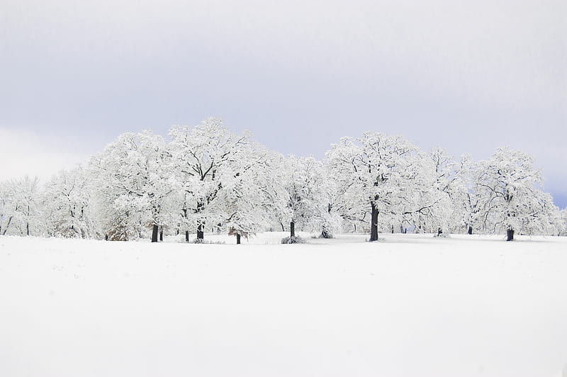 white trees on snowfield, HD wallpaper