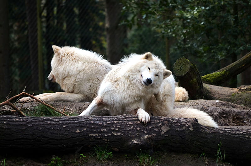 My visit at the Wolfpark, predator, wildlife, nature, wolves, HD wallpaper
