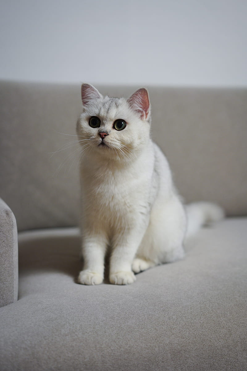 cat, pet, fluffy, white, HD phone wallpaper