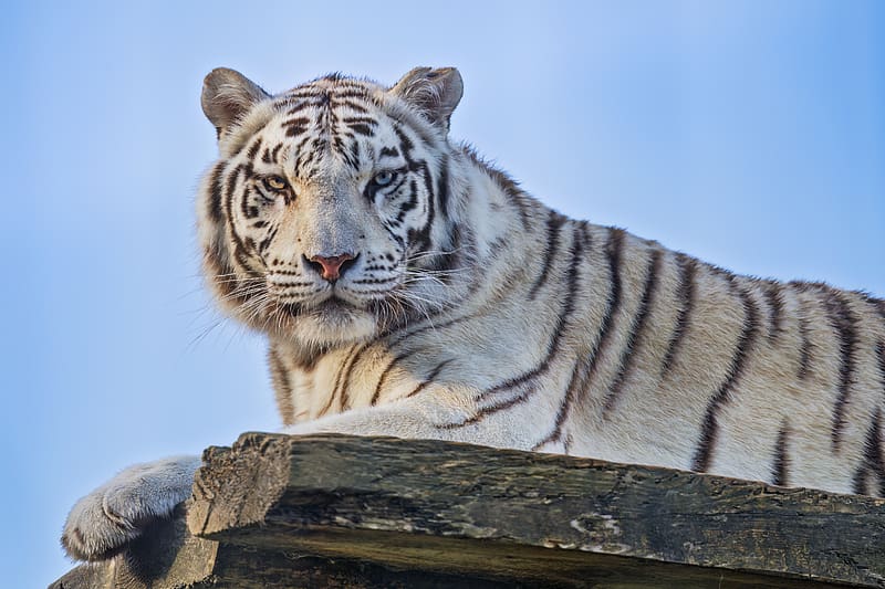 tigress, white tigress, predator, heterochromia, big cat, HD wallpaper