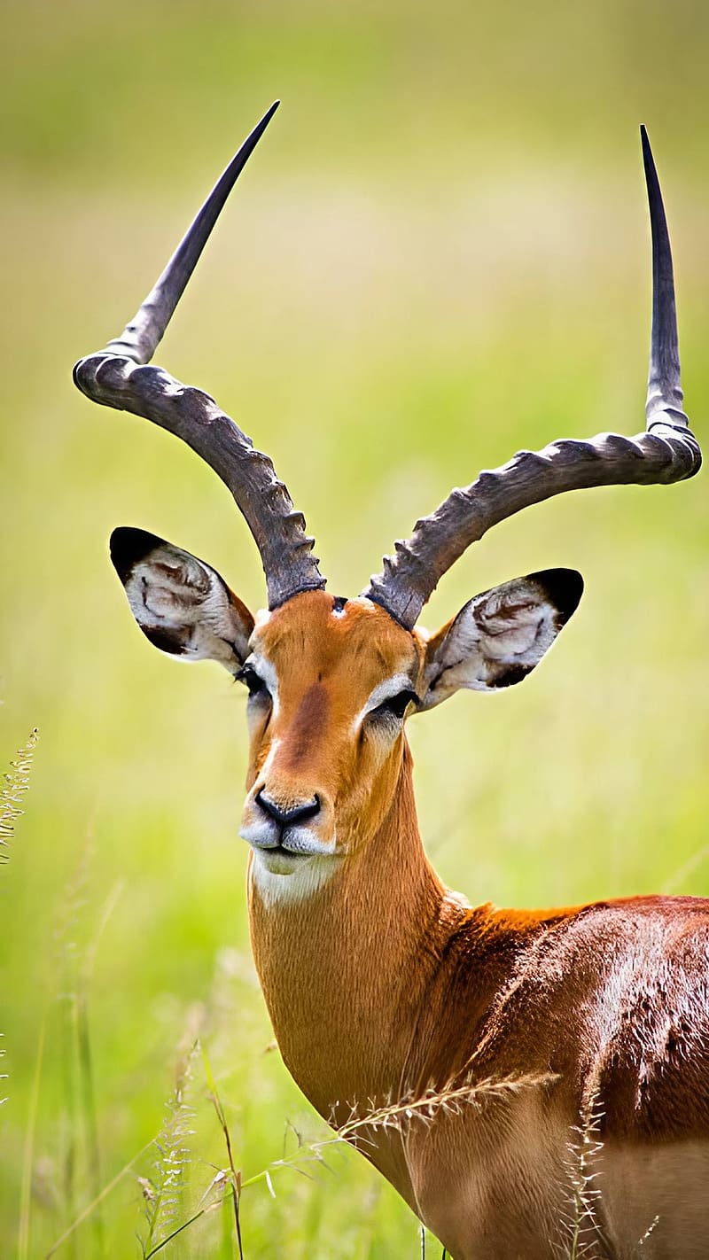 Impala Deer, deer, HD phone wallpaper | Peakpx