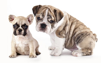 French bulldog, puppy, pets, dogs, small french bulldog, cute animals ...