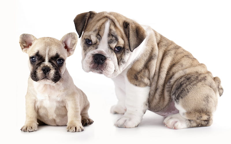 french bulldog, english bulldog, puppies, pets, dogs, small french bulldog, cute animals, bulldogs, HD wallpaper