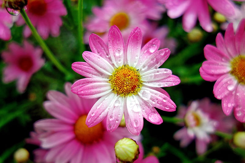 Marguerite in the rain, pretty, rain, garden, drops, beautiful, flowers, daisies, wet, pink, droplets, HD wallpaper